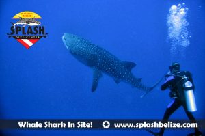 whaleShark-