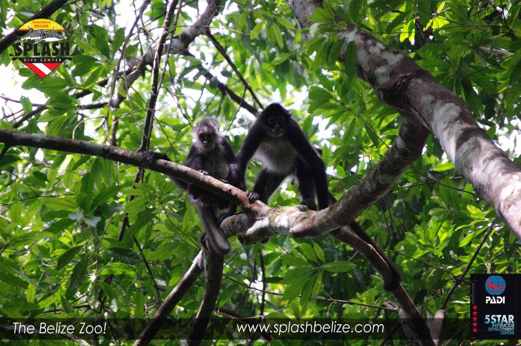 Explore Belize's Wild