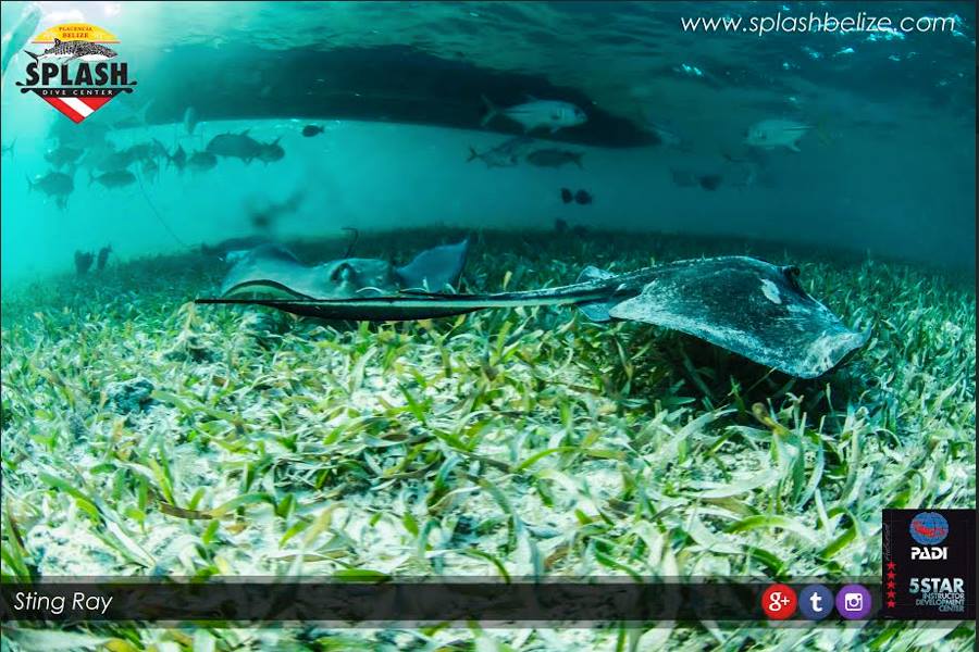 Why is Belize The Best Scuba Diving Spot?