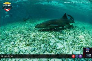 A nurse Sharks