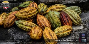 cacaofest_2-big