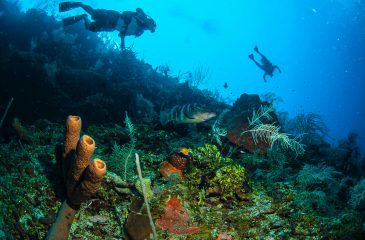 Belize | The Best Diving Destination In Central America