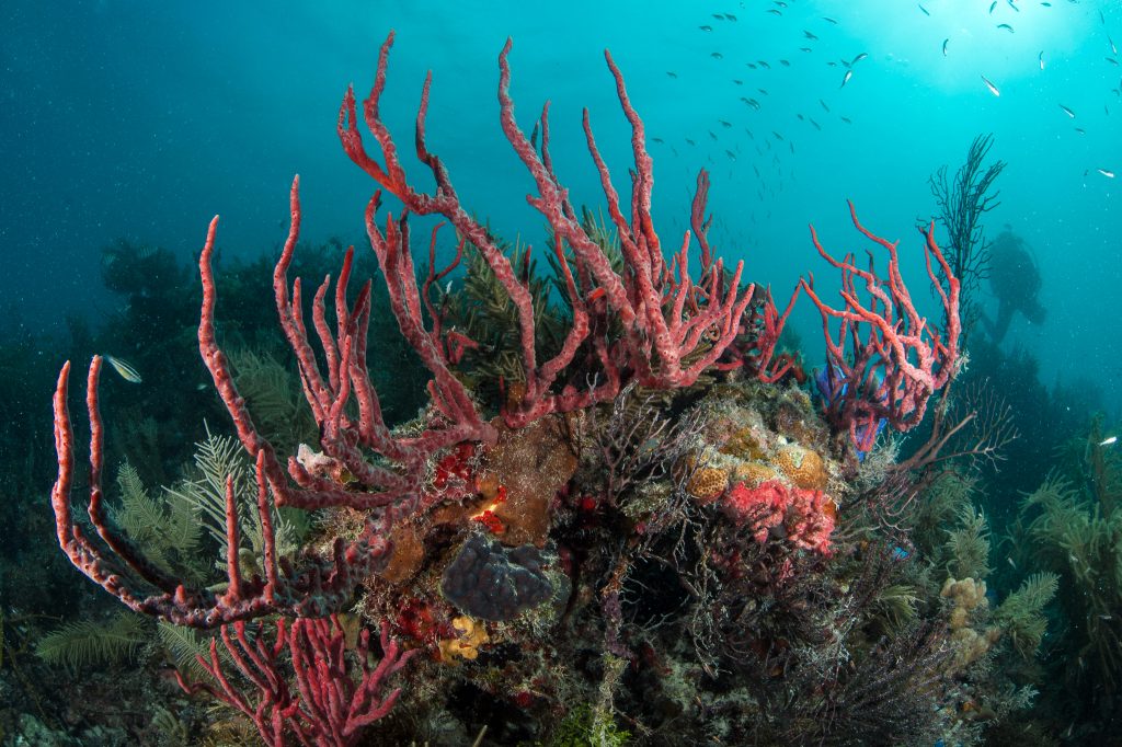 Belize barrier reef